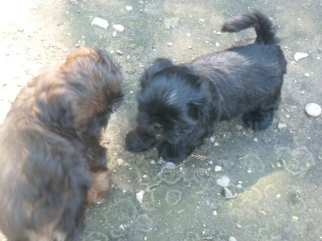 SASHA dit GUCCI des brumes d'aurore