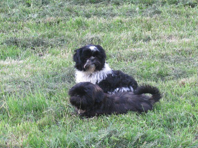 USTON des brumes d'aurore