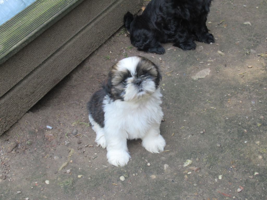 UXIE des brumes d'aurore