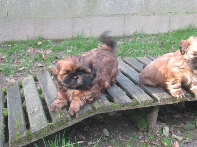 AMARETTO des brumes d'aurore