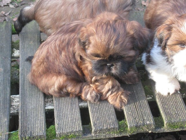 AMARETTO des brumes d'aurore