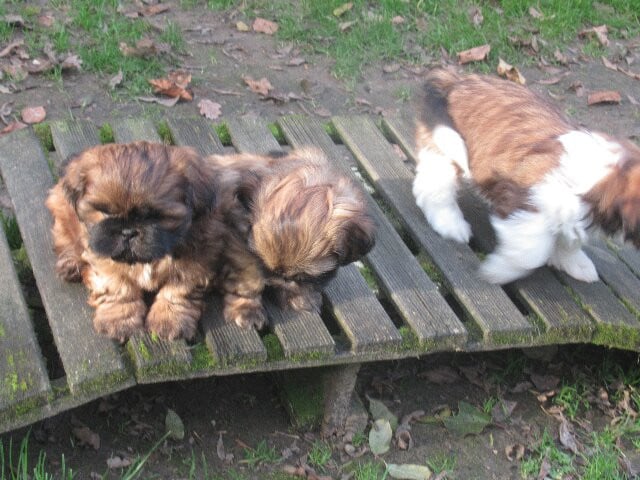 AMARETTO des brumes d'aurore