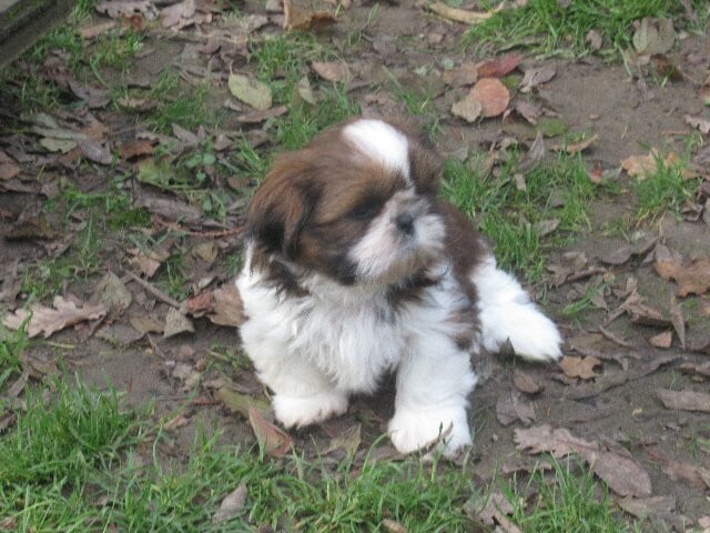 Adèle des Brumes d'Aurore