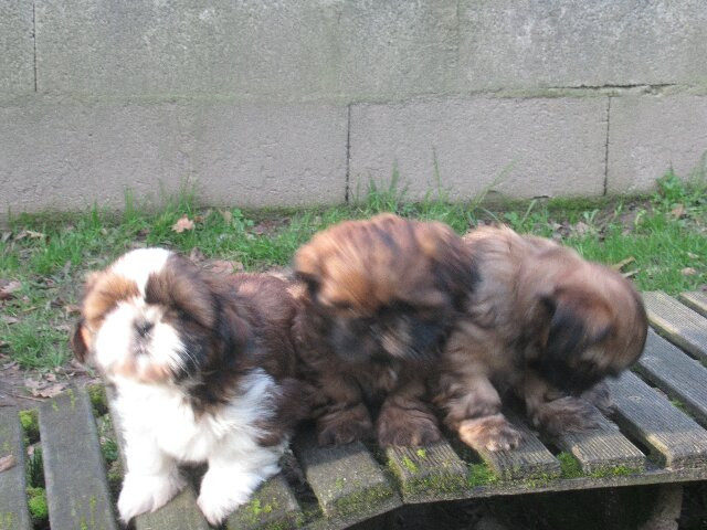 Adèle des Brumes d'Aurore