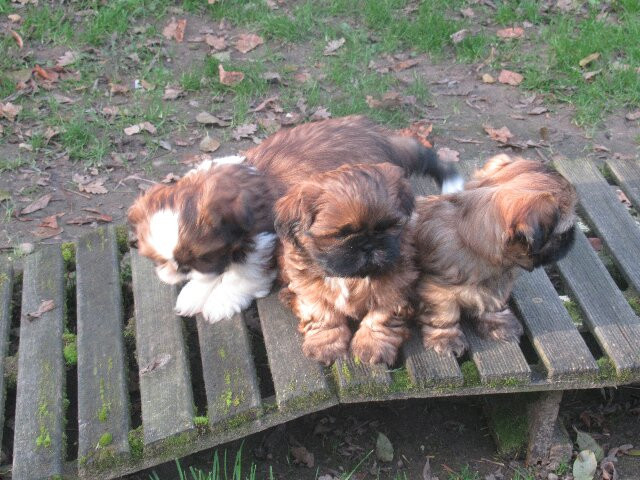 Adèle des Brumes d'Aurore