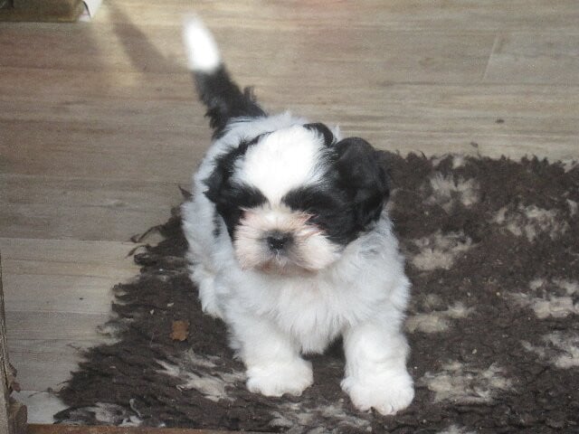 AMIDOU des brumes d'aurore