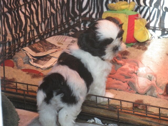 AMIDOU des brumes d'aurore