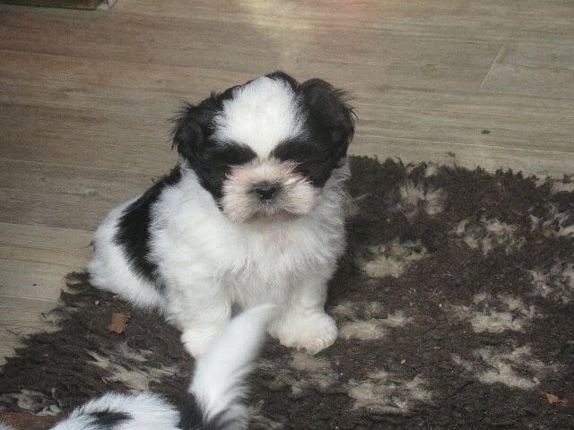 AMIDOU des brumes d'aurore