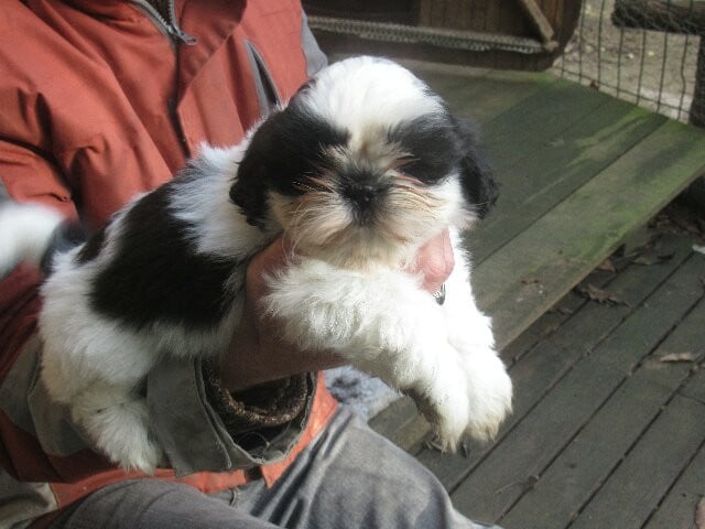 ALVIN des brumes d'aurore