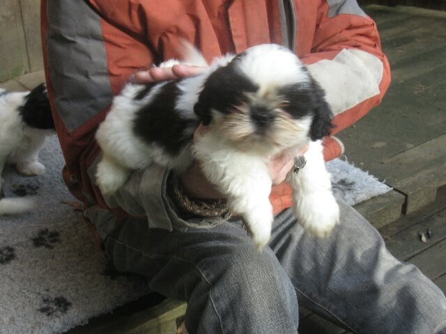 ALVIN des brumes d'aurore