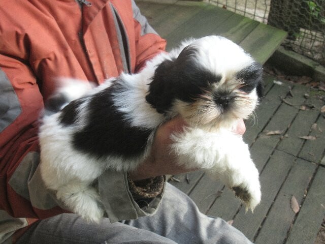 ALVIN des brumes d'aurore