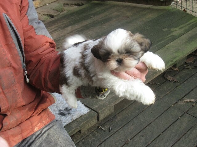 ALBINA des brumes d'aurore