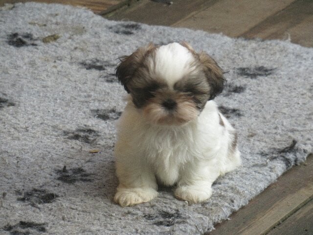 ALBINA des brumes d'aurore