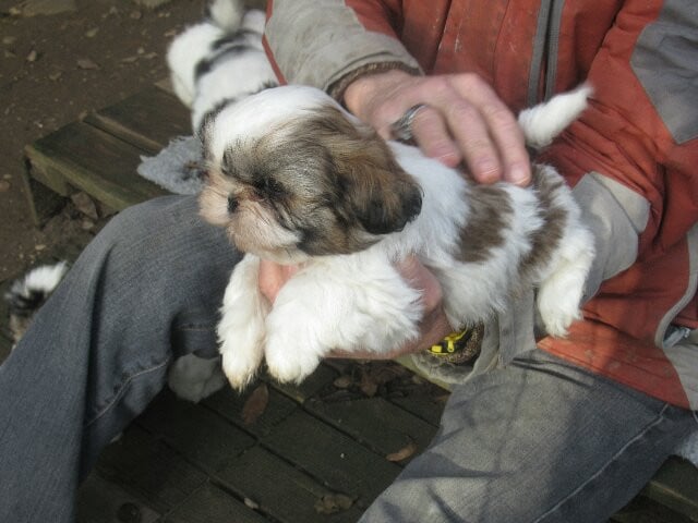 ALBINA des brumes d'aurore