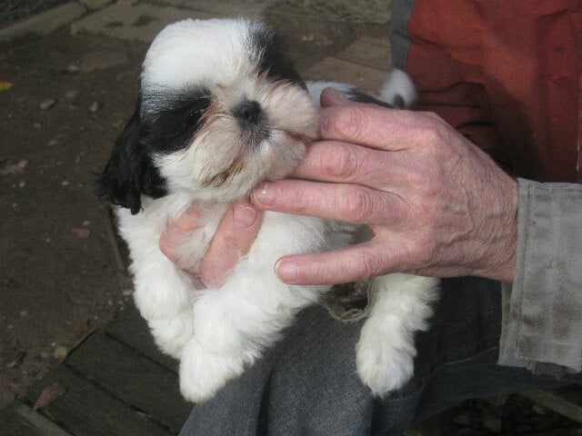 ABBOU des brumes d'aurore