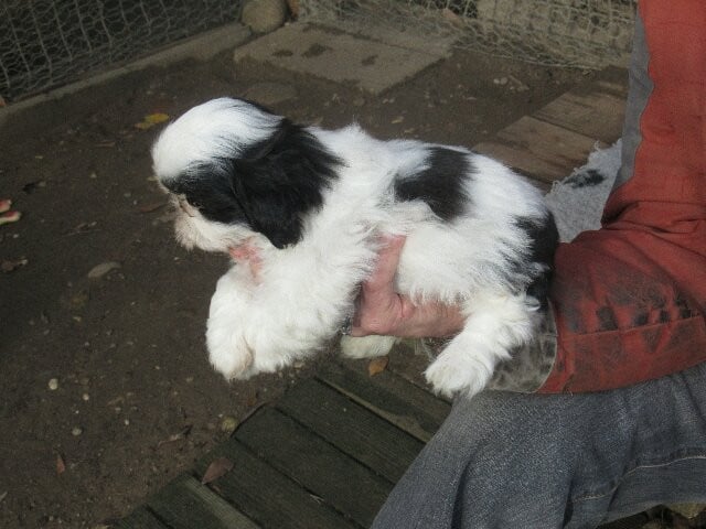 ABBOU des brumes d'aurore