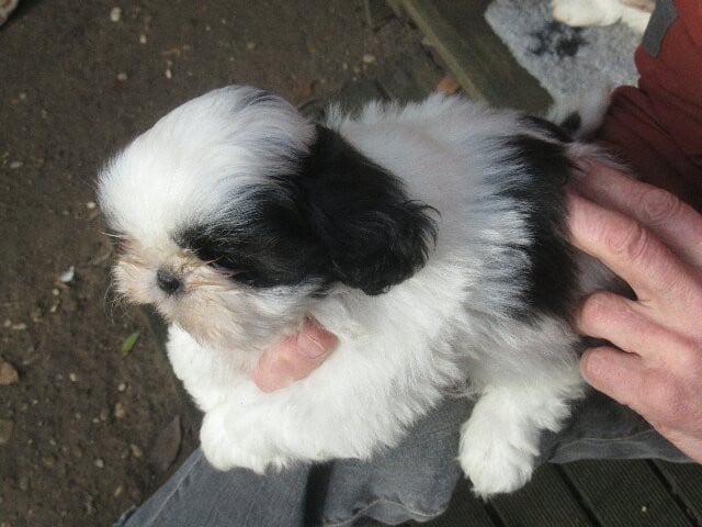 ABBOU des brumes d'aurore