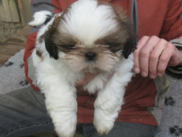 ARTHUR des brumes d'aurore