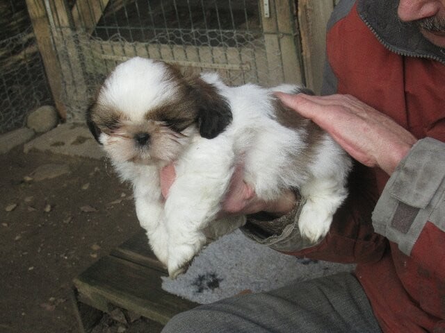 ARTHUR des brumes d'aurore