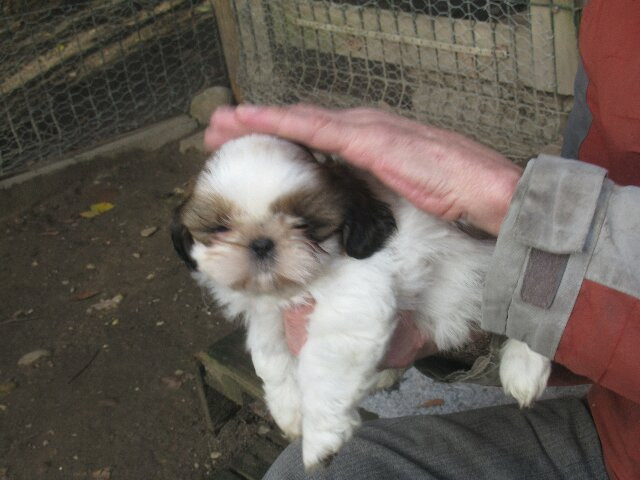 ARTHUR des brumes d'aurore