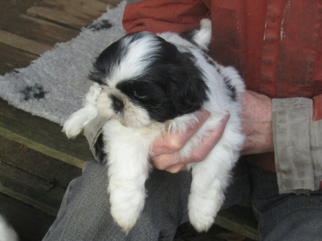 ANNA des brumes d'aurore