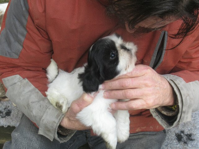 ANNA des brumes d'aurore