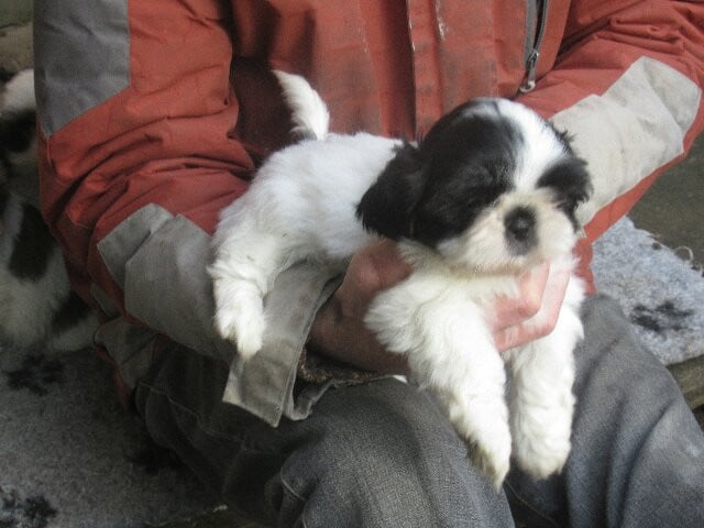 ANNA des brumes d'aurore