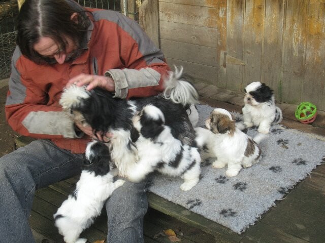 Shih Tzu - des brumes d'aurore