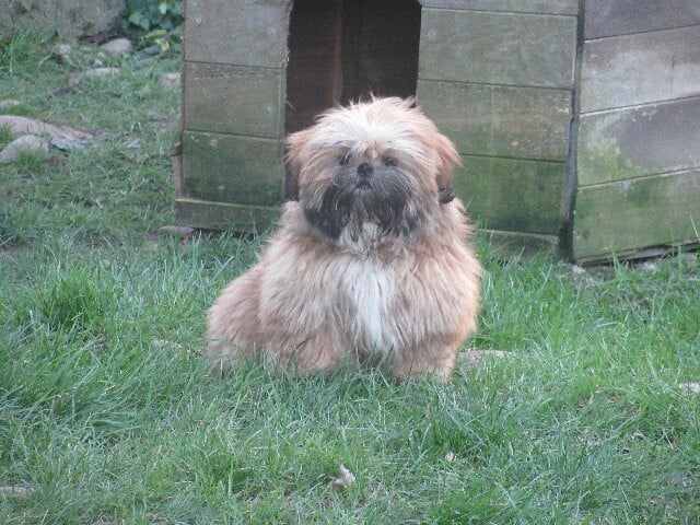 Shih Tzu - les b?b?s de USTON et de TEDGY - des brumes d'aurore