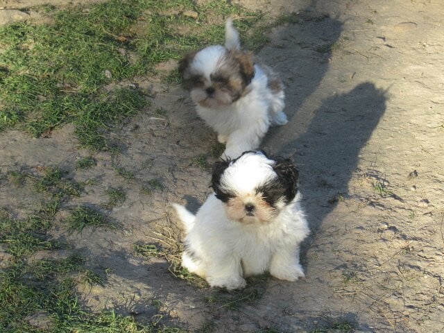 Shih Tzu - des brumes d'aurore