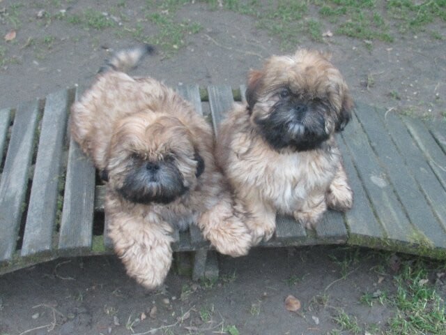 Shih Tzu - des brumes d'aurore