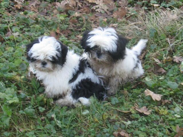 Shih Tzu - des brumes d'aurore