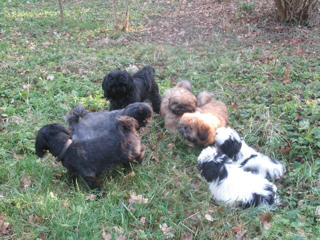 Shih Tzu - des brumes d'aurore