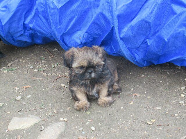 Ugoline dite VIOLET des brumes d'aurore