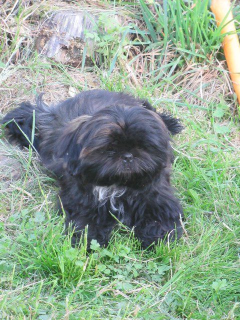 USTON des brumes d'aurore