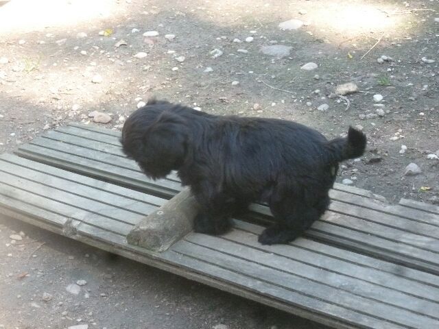 SASHA dit GUCCI des brumes d'aurore