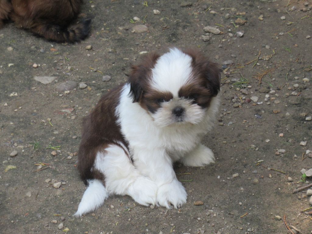 UPPI des brumes d'aurore