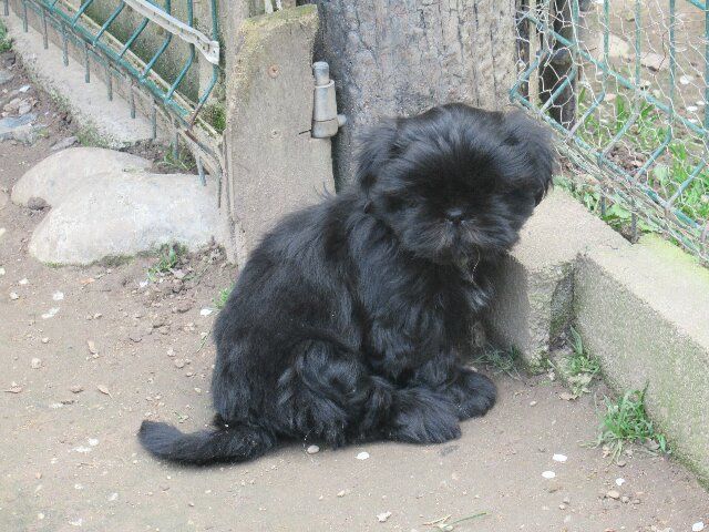 UMIE dite Ulotte des brumes d'aurore