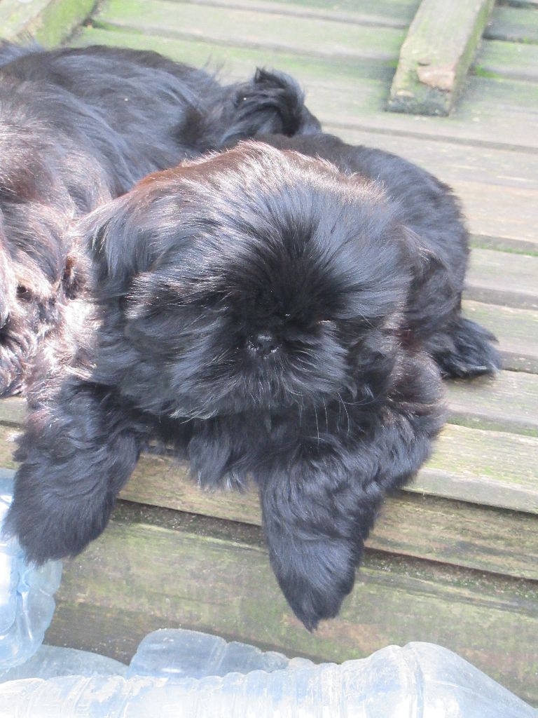 USLANE des brumes d'aurore