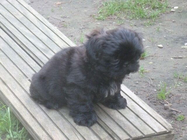 SALOME des brumes d'aurore