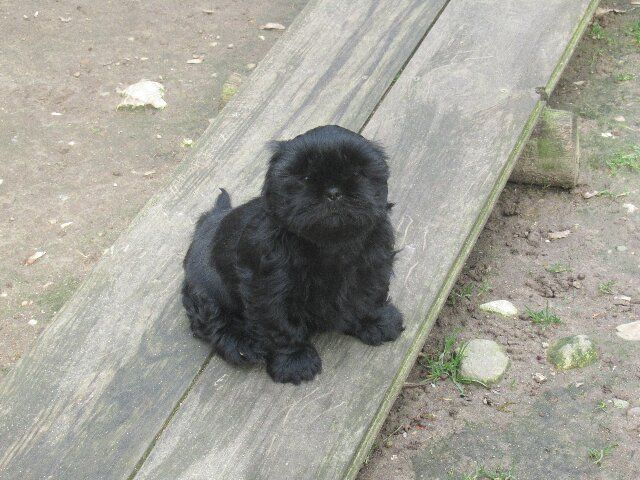 UMHA dite USHA des brumes d'aurore