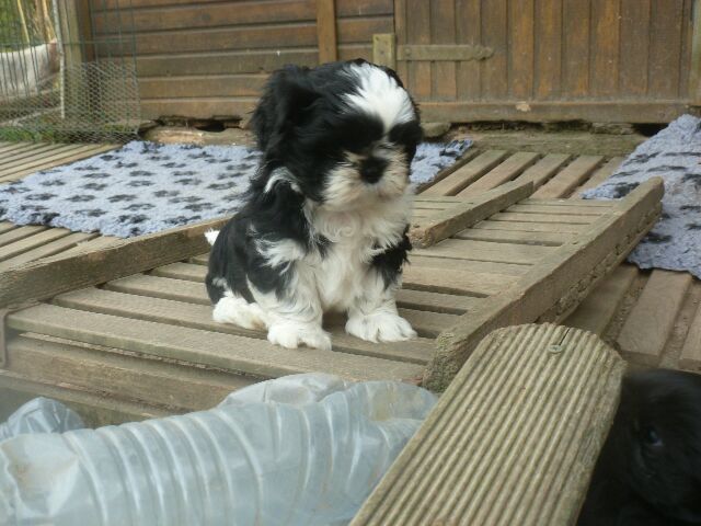 TEMPO des Brumes d'Aurore