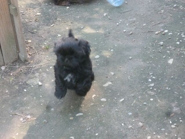 SAMSARA des brumes d'aurore