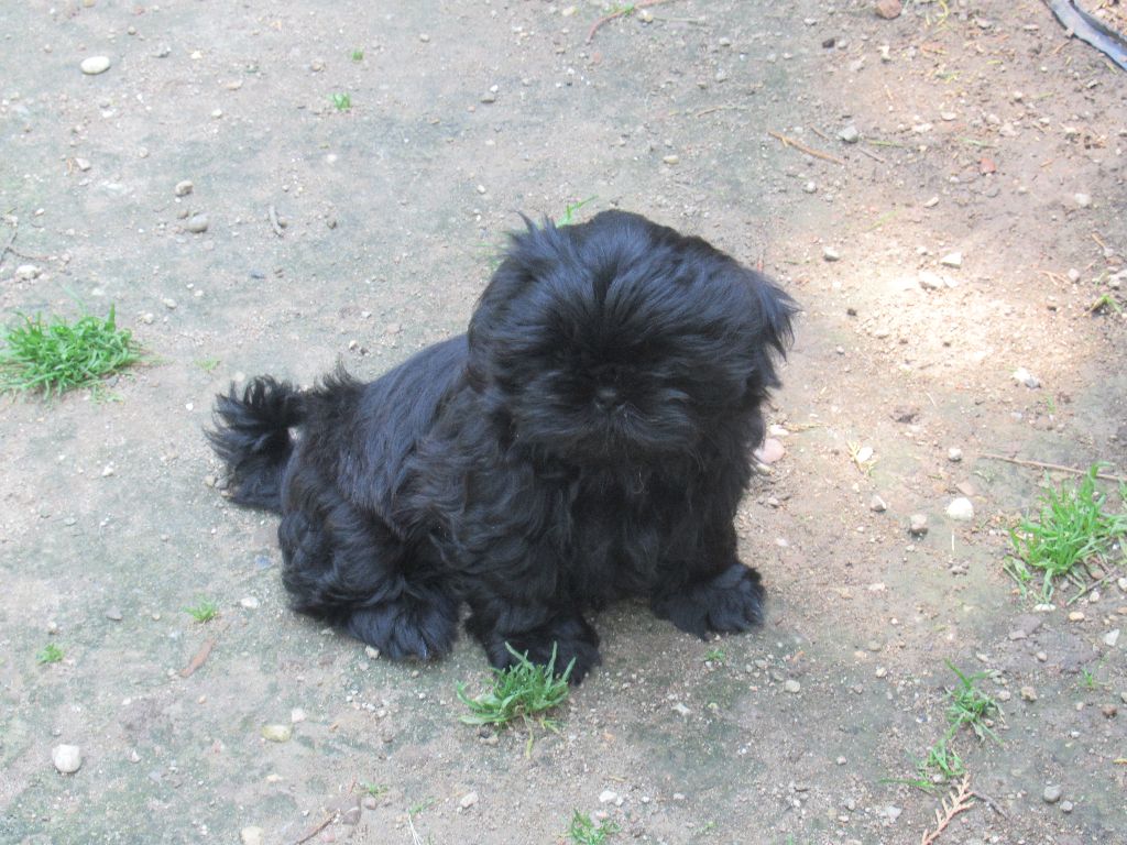 URSULA Andress des brumes d'aurore