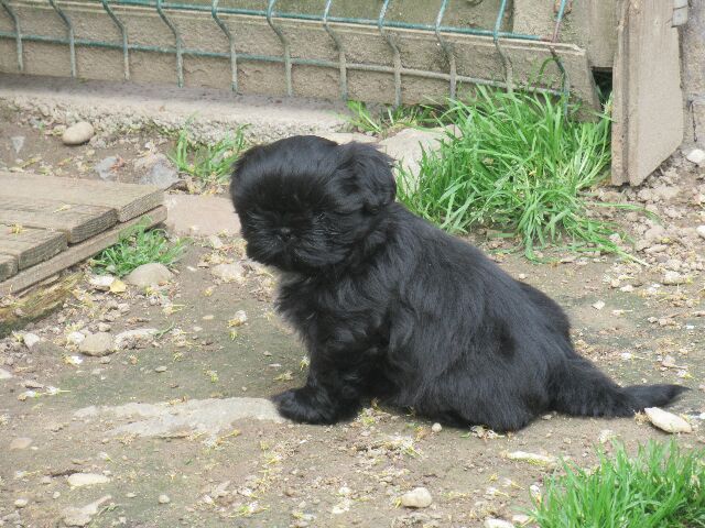 ULYSSE des brumes d'aurore