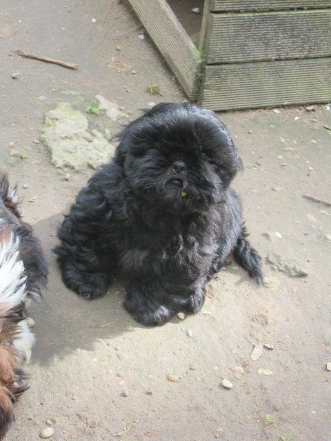 USKO dit TYBALT des brumes d'aurore