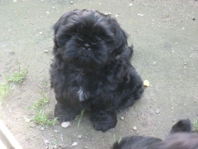 SHYLA des brumes d'aurore