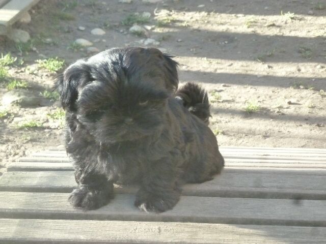 SIMBA des brumes d'aurore