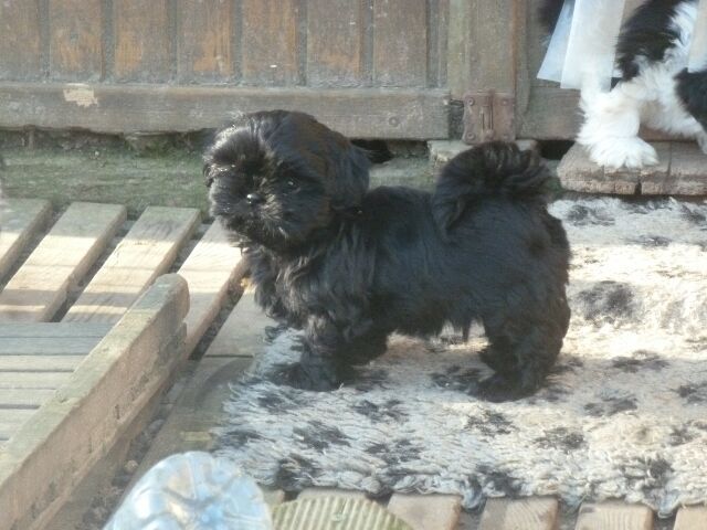 SIMBA des brumes d'aurore