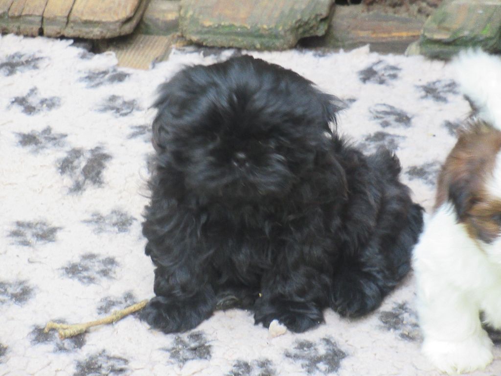 URSULA Andress des brumes d'aurore